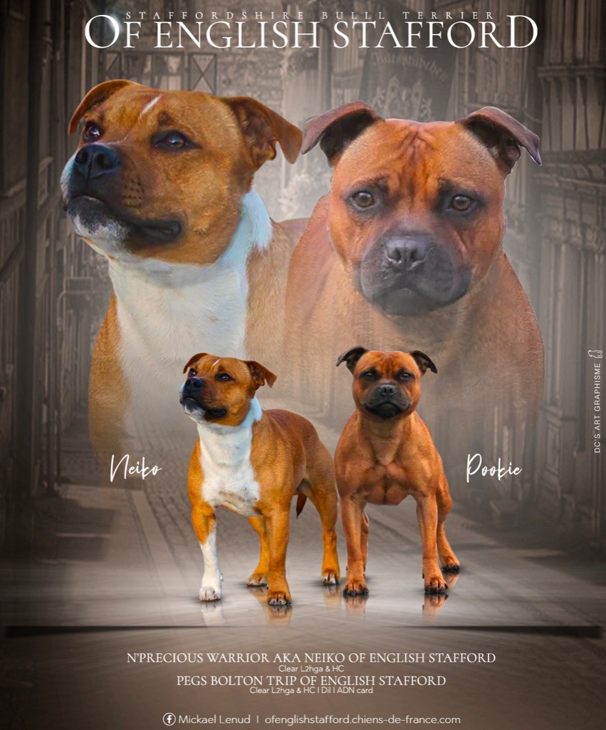 Of English Stafford - Magnifique staffies fauves 