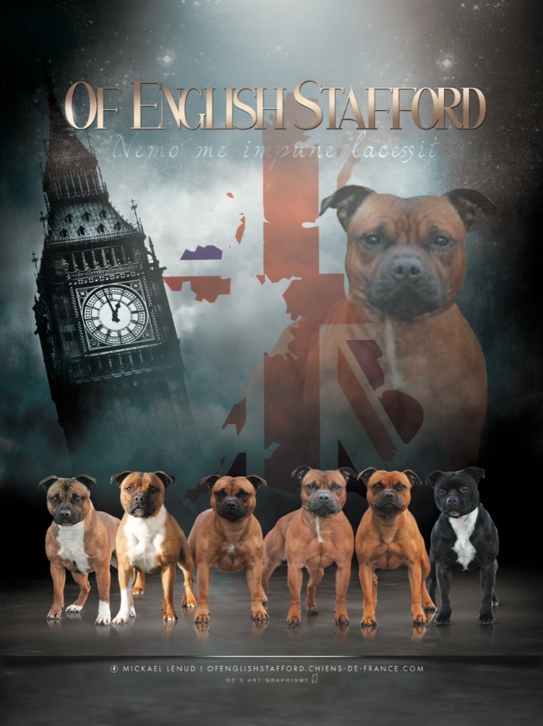 Of English Stafford - Affiche pour le stafford book 