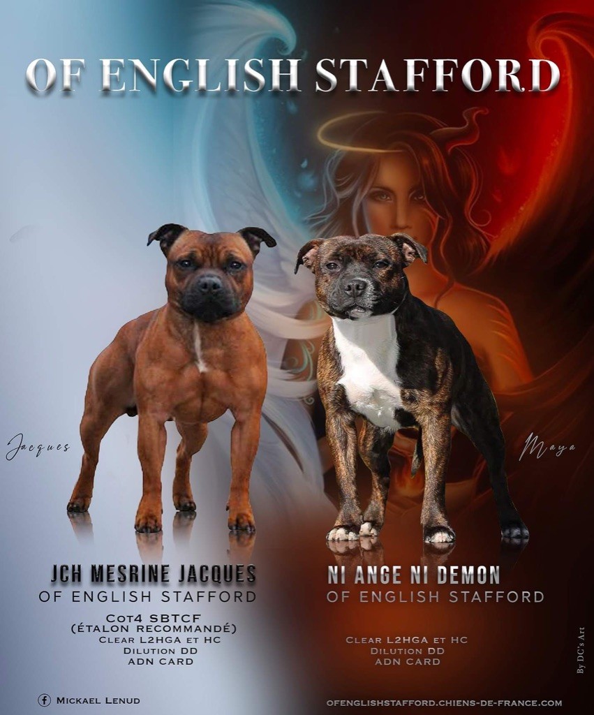 Of English Stafford - Babys décembre 2020 