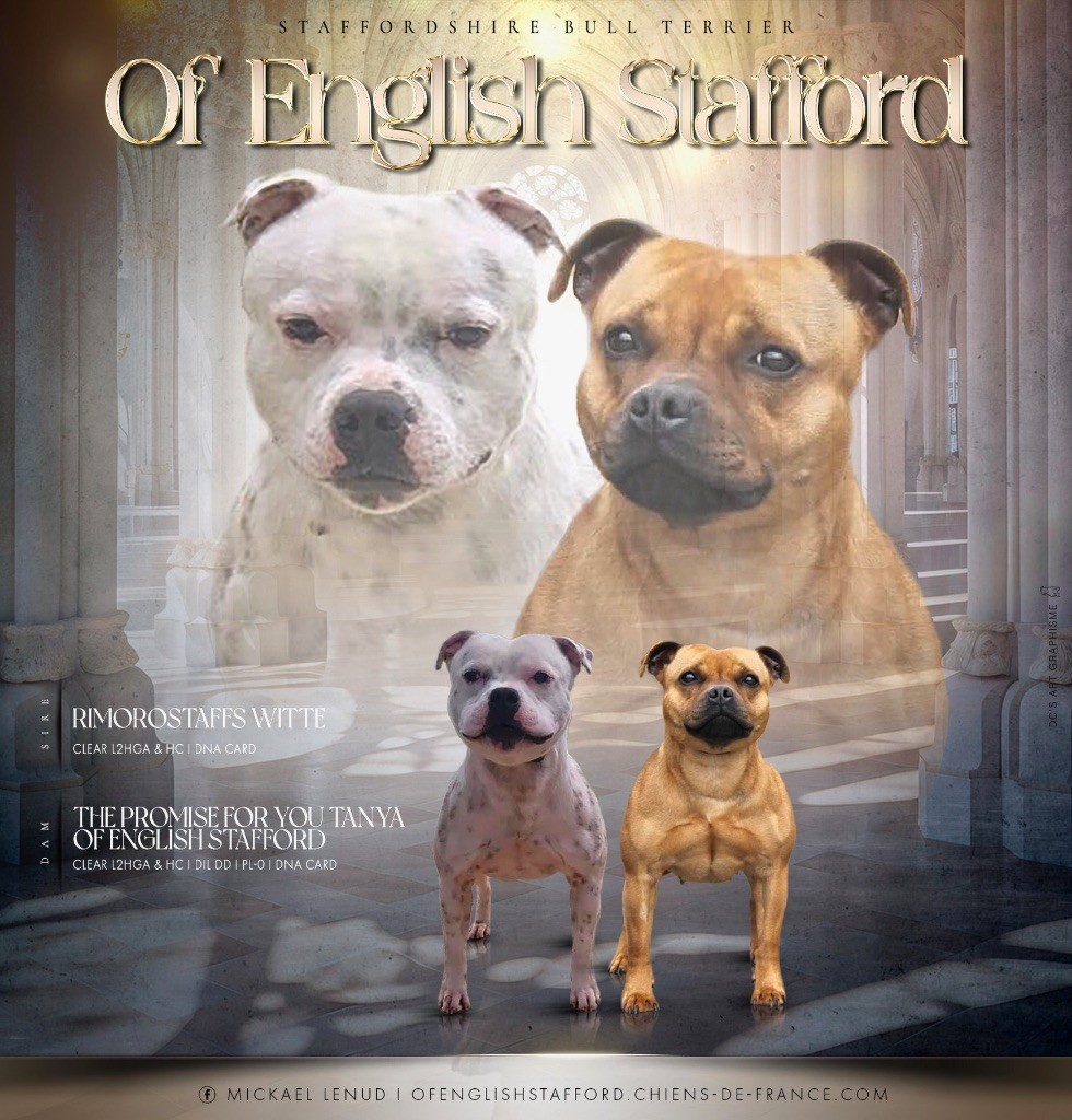 chiot Staffordshire Bull Terrier Of English Stafford