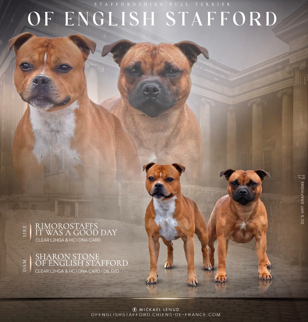 chiot Staffordshire Bull Terrier Of English Stafford