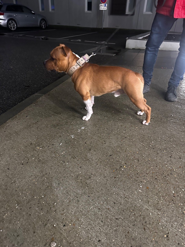 Viking battle aka velvet Of English Stafford